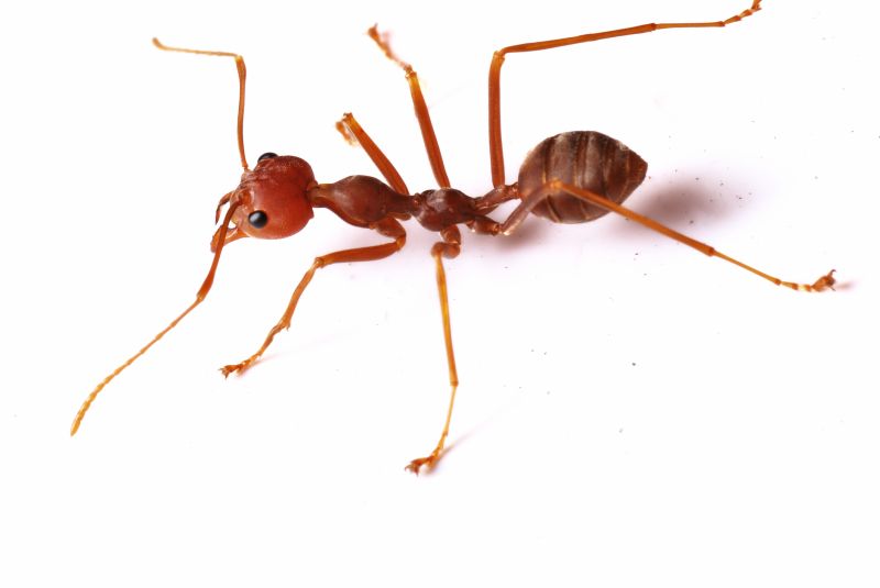Local Red Ant Extermination in Elm Grove, WI