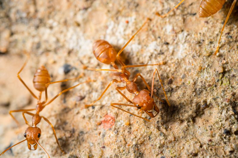 Local Red Ant Extermination in Fishers, IN