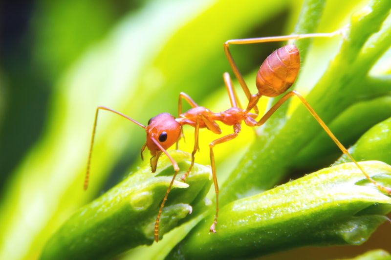 Local Red Ant Extermination in Naperville, IL