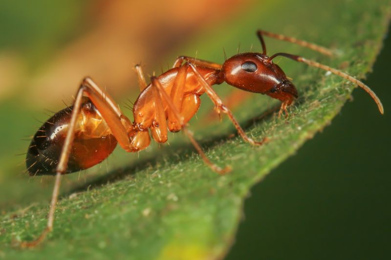 Local Red Ant Extermination in Naperville, IL