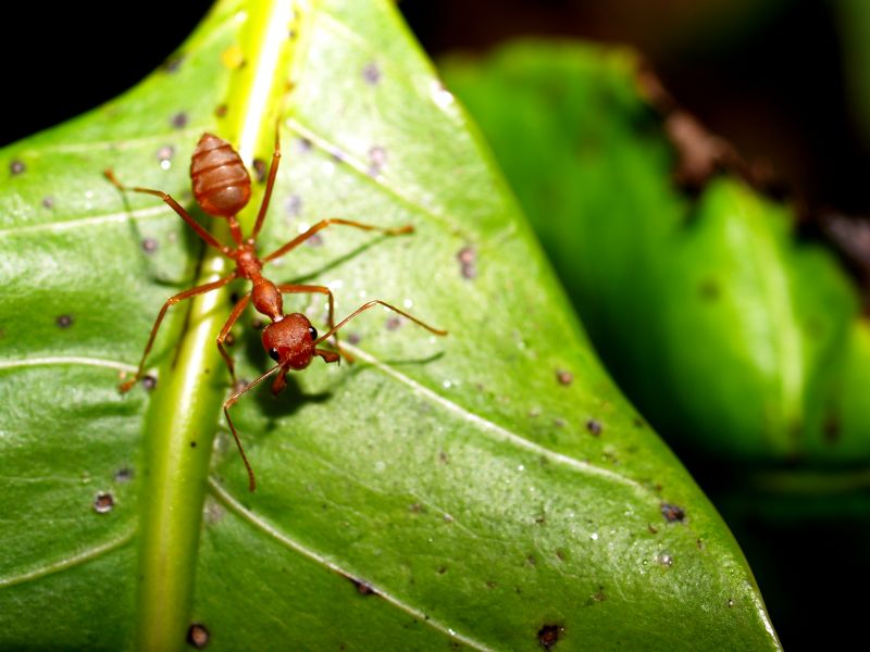 Local Red Ant Extermination in Rockwall, TX