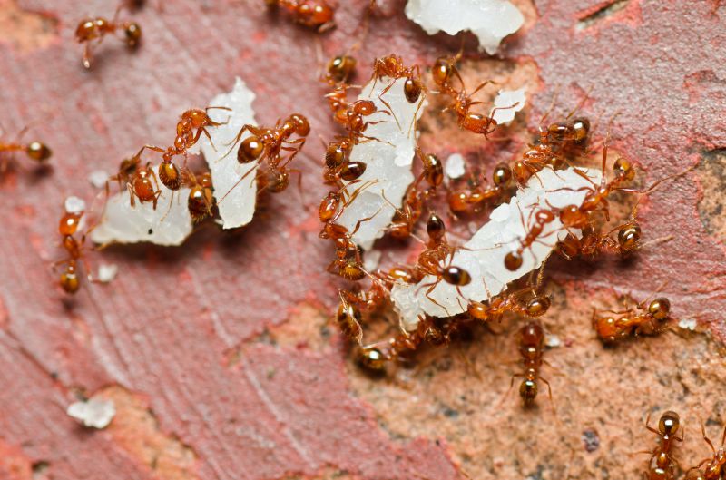 Local Red Ant Extermination in Terrell, TX