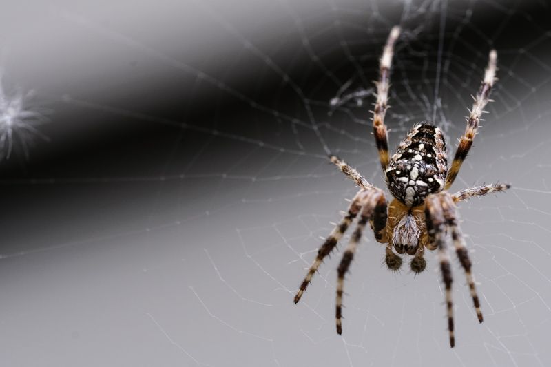 Local Spider Control Service in Aurora, IL