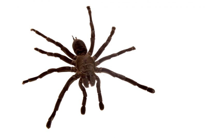 Local Spider Control Service in Batavia, OH