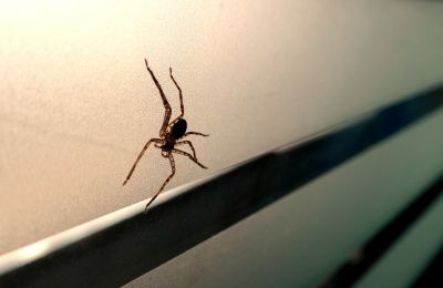 Local Spider Control Service in Elburn, IL