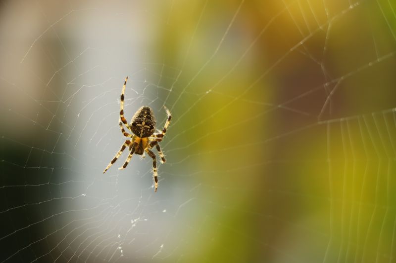 Local Spider Control Service in Houston, TX