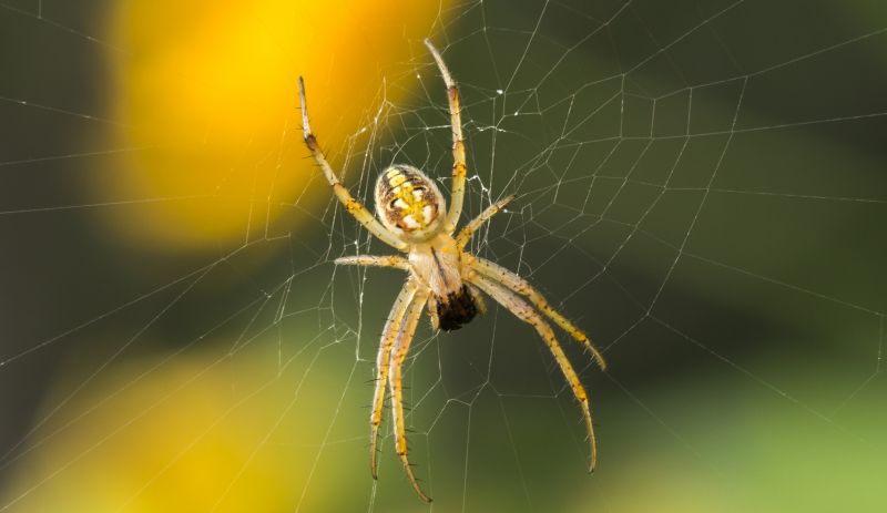 Local Spider Control Service in Janesville, WI