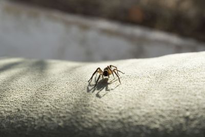Local Spider Control Service in Schaumburg, IL