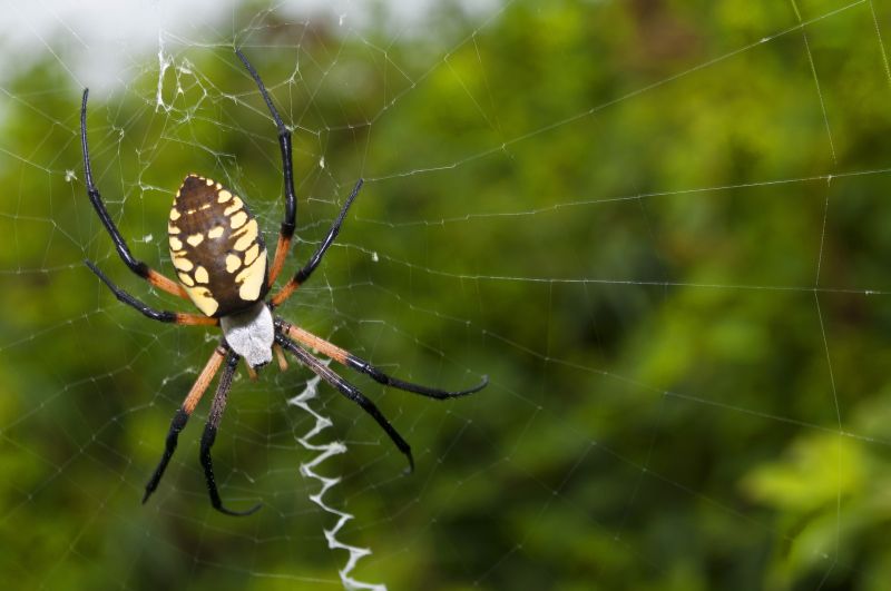 Local Spider Extermination Service in Addison, IL