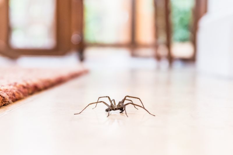 Local Spider Extermination Service in Burlington, WI