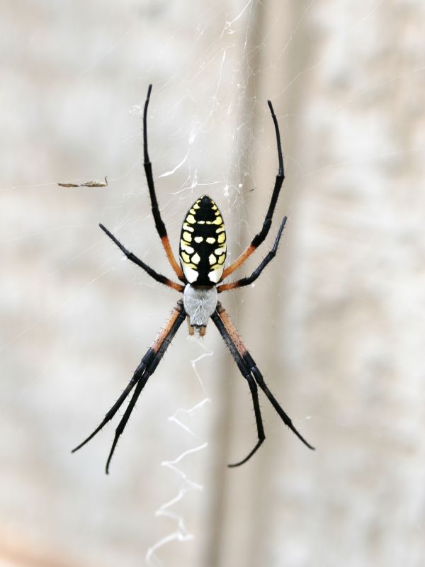 Local Spider Extermination Service in Caddo Mills, TX