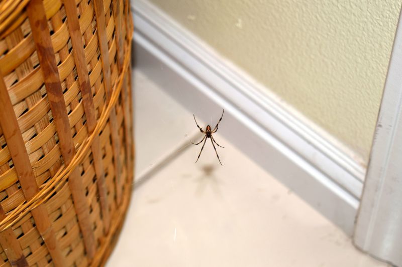 Local Spider Extermination Service in Dallas, TX