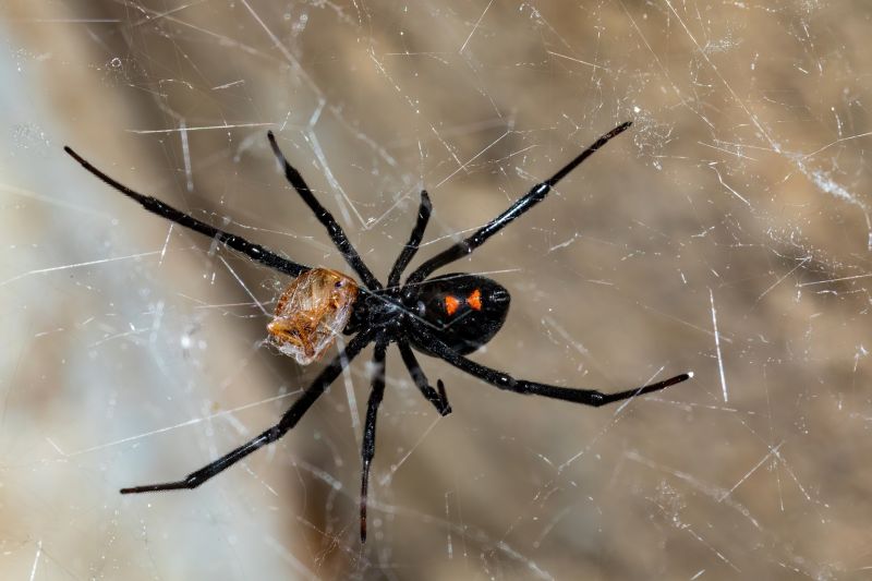 Local Spider Extermination Service in Dallas, TX