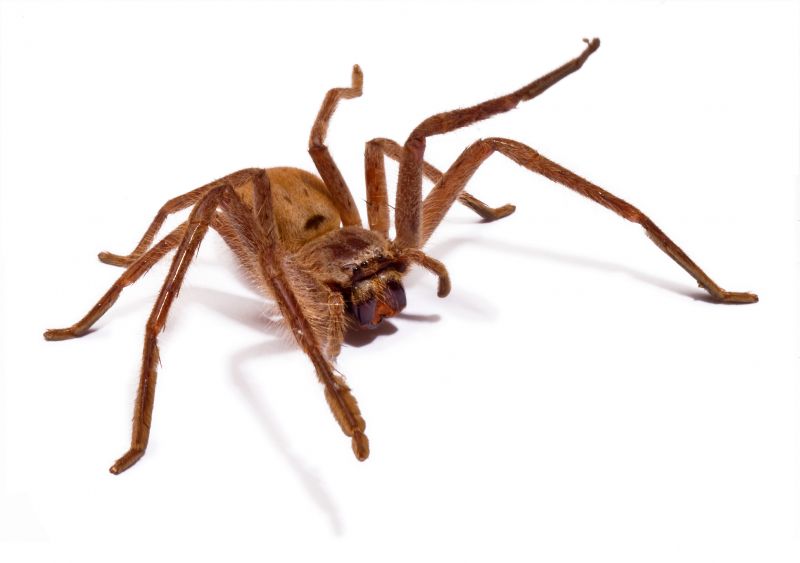 Local Spider Extermination Service in Des Plaines, IL