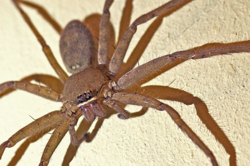 Local Spider Extermination Service in Lafayette, IN