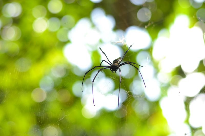 Local Spider Extermination Service in Stafford, TX