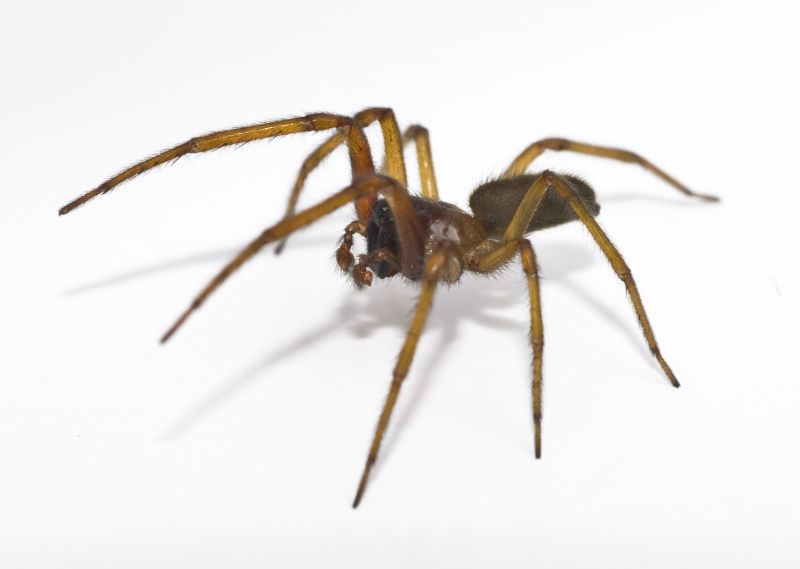 Spider Extermination Service