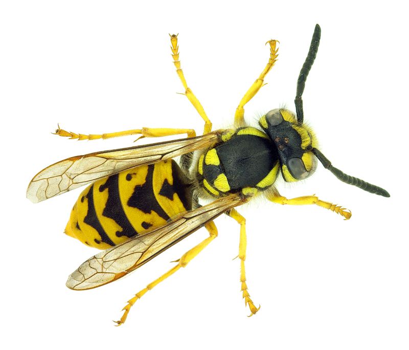 Local Stinging Insect Extermination in Lake Zurich, IL