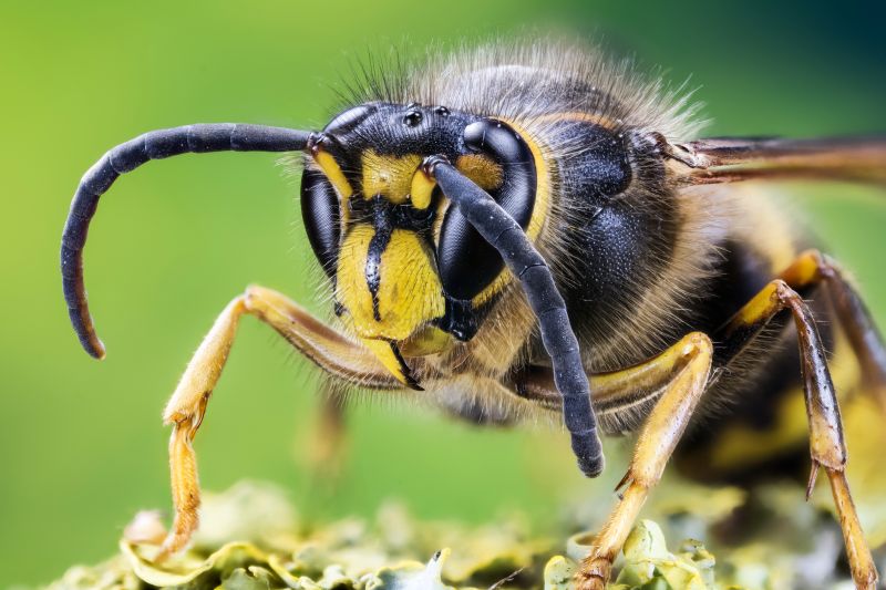 Local Stinging Insect Extermination in Oconomowoc, WI