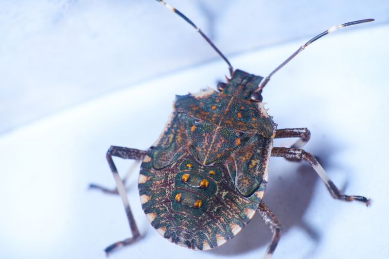 Local Stinging Insect Extermination in Port Washington, WI