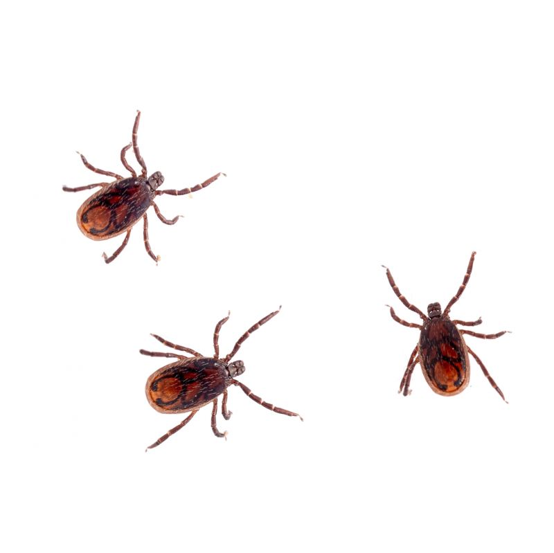 Local Tick Control Service in Bedford, TX