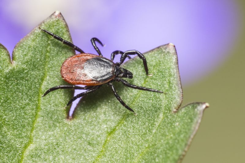 Local Tick Control Service in Frisco, TX