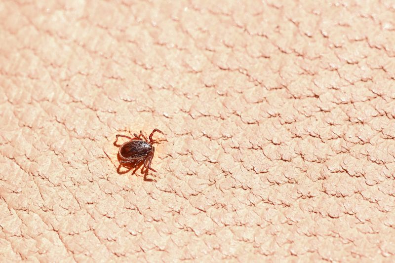 Local Tick Control Service in Hinsdale, IL