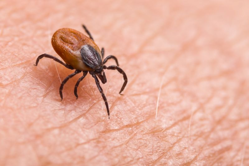 Local Tick Control Service in Mansfield, TX