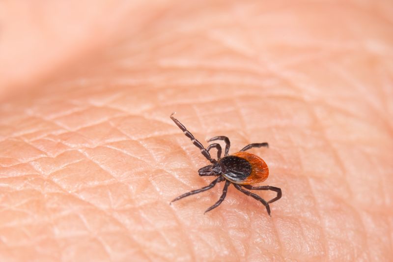 Local Tick Control Service in Rockford, IL
