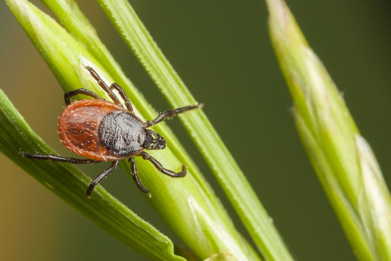 Local Tick Control Service in Rockford, IL