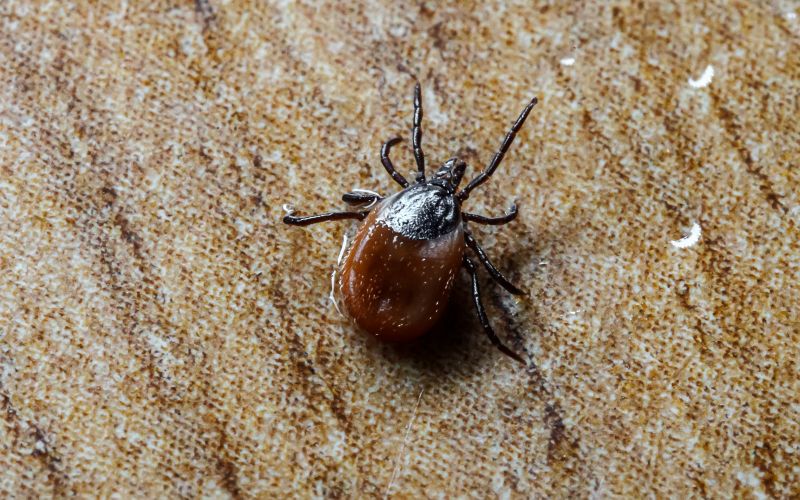 Local Tick Control Service in South Houston, TX