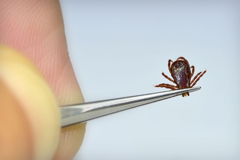 Local Tick Control Service in South Milwaukee, WI