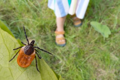 Local Tick Control Service in Valparaiso, IN