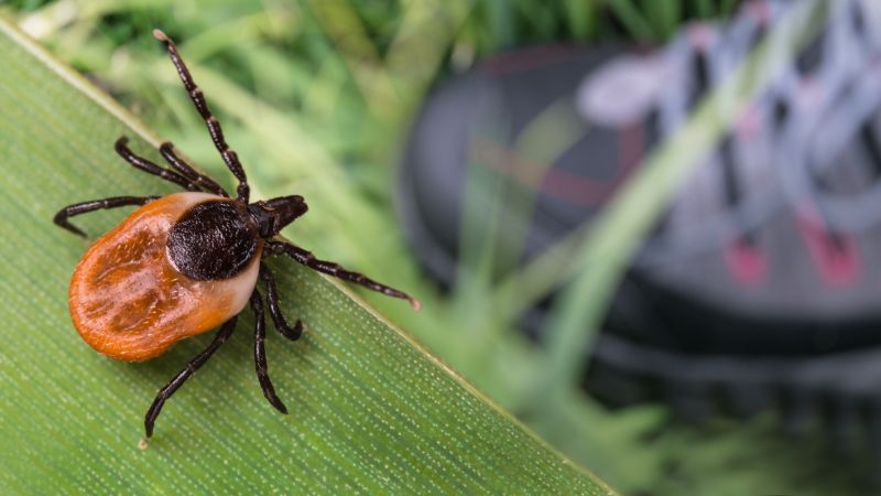 Tick Control Service