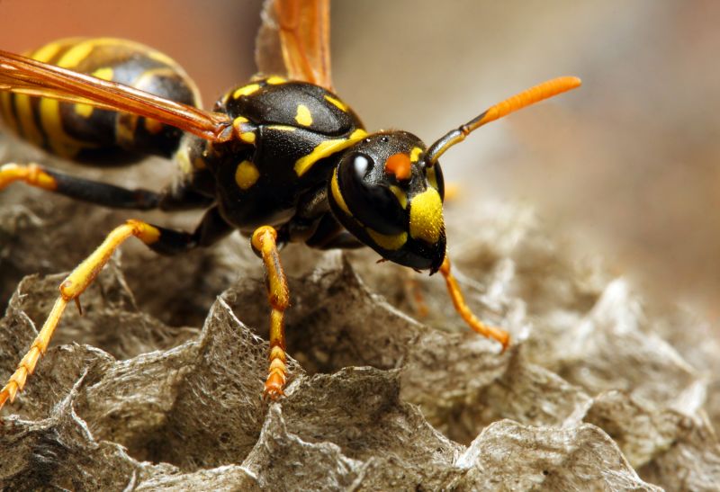 Local Wasp Extermination Service in American Fork, UT