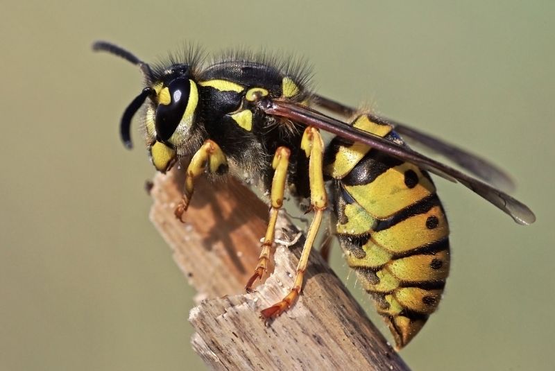 Local Wasp Extermination Service in Cedarburg, WI