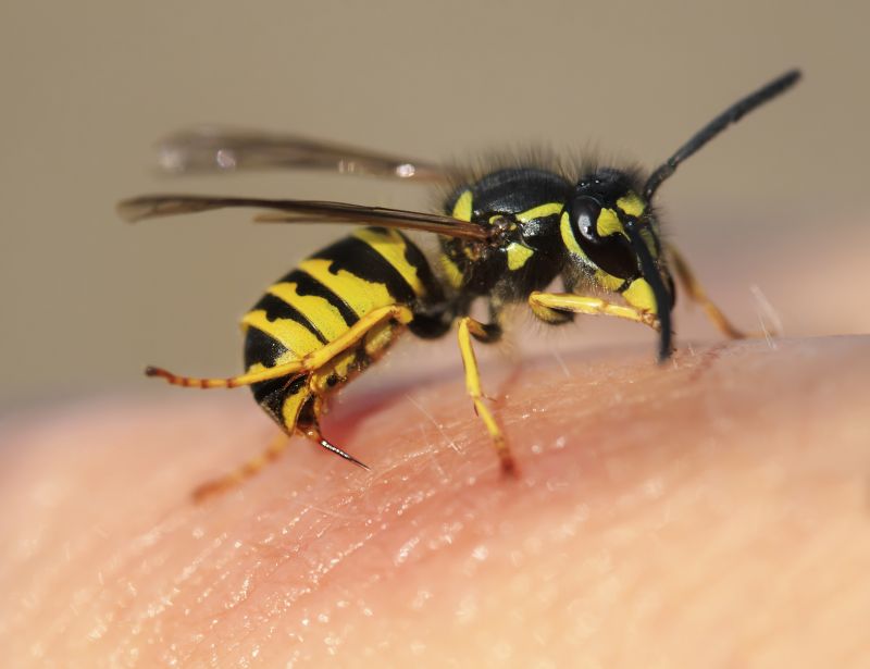 Local Wasp Extermination Service in Fontana, WI