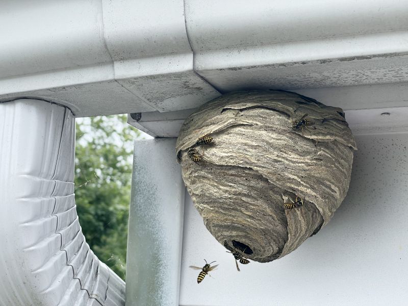 Local Wasp Extermination Service in Greendale, WI