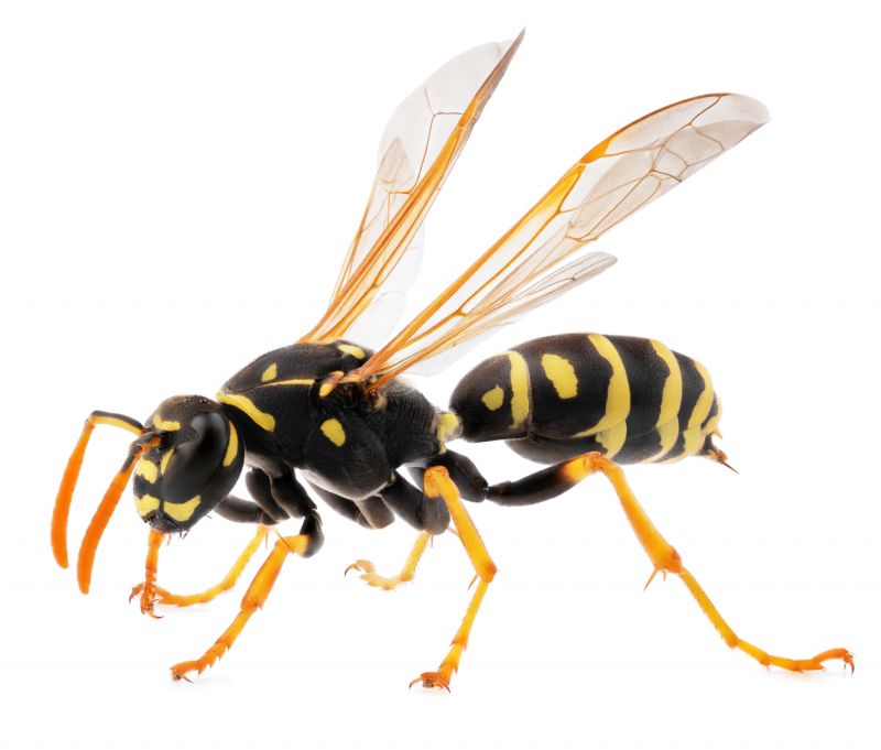 Local Wasp Extermination Service in Gurnee, IL