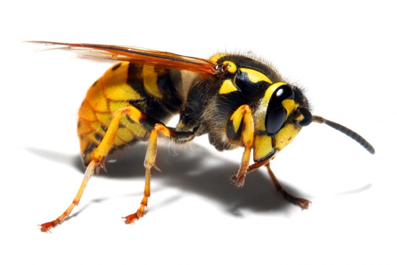 Wasp Extermination Service