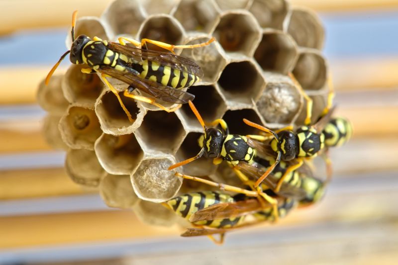 Local Wasp Extermination Service in Portage, IN