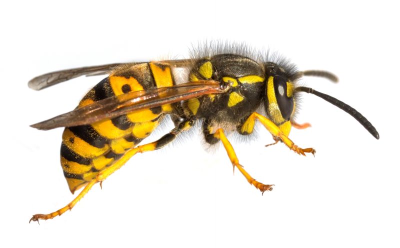 Local Wasp Extermination Service in Salt Lake City, UT