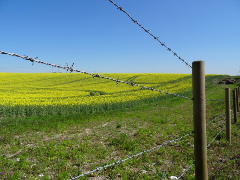 Local Wire Fence Painting in Savage, MN