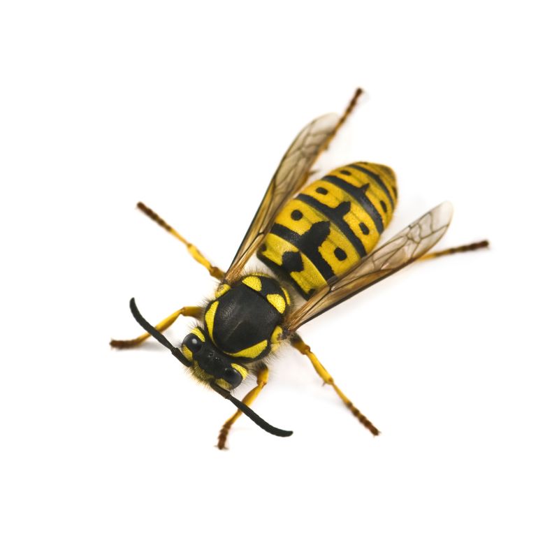 Local Yellowjacket Extermination in Fort Thomas, KY