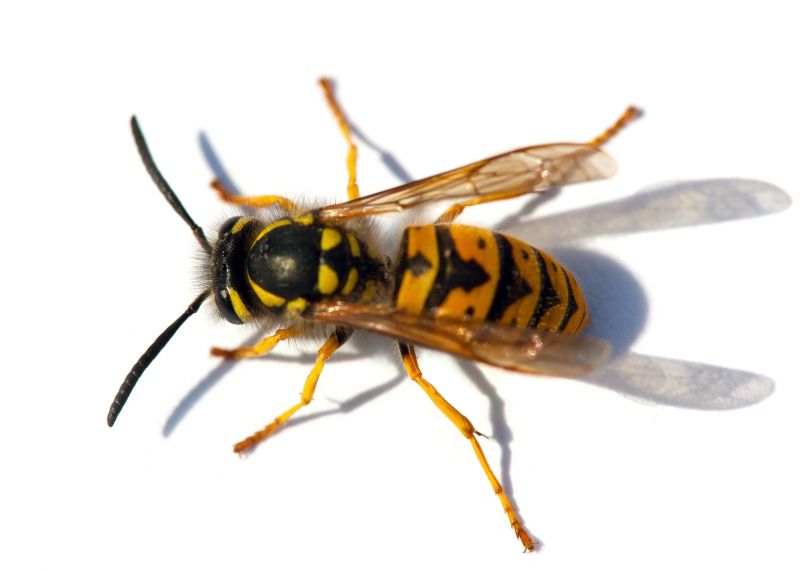 Local Yellowjacket Extermination in Ft Mitchell, KY