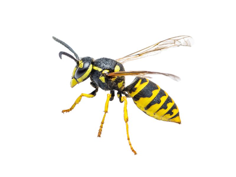 Local Yellowjacket Extermination in Lake Geneva, WI