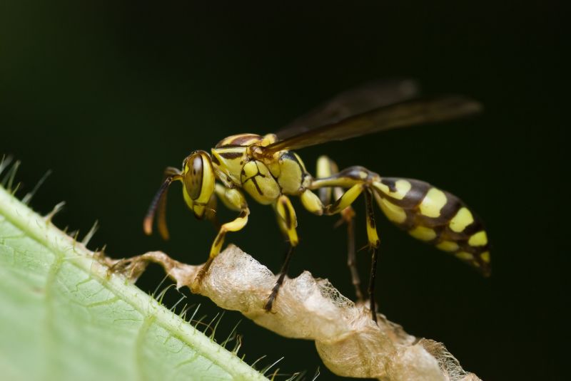 Yellowjacket Extermination