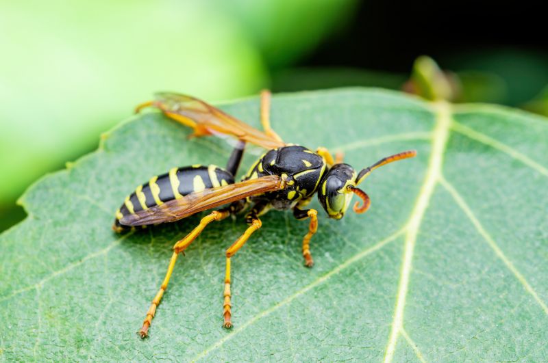 Local Yellowjacket Extermination in New Castle, IN