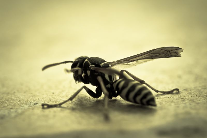 Local Yellowjacket Extermination in Orem, UT