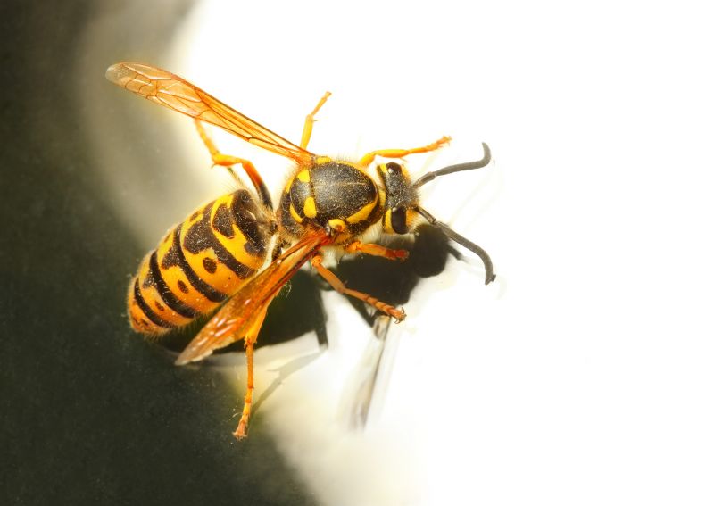 Local Yellowjacket Extermination in Salt Lake City, UT